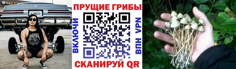 Галлюциногенные грибы Cubensis  ОМГ ОМГ как зайти  Будённовск 